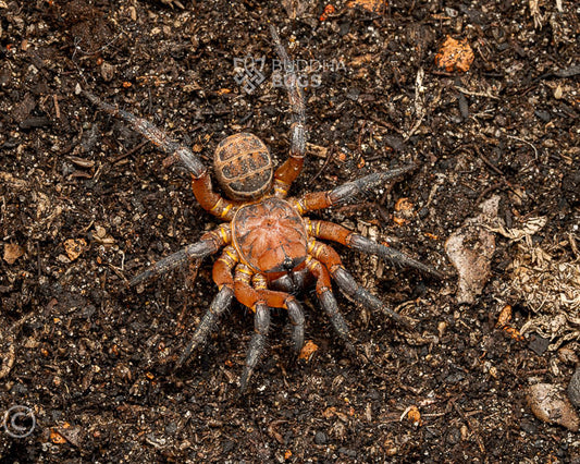 Liphistius yangae (Yang's basal segmented trapdoor spider) 3"