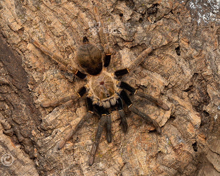 Encyocratella olivacea (Tanzanian black and olive tarantula) 0.75"