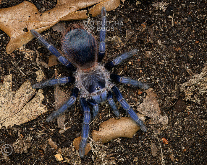 FREE w/ orders $300+. Lasiocyano sazimai, formerly Pterinopelma sazimai (Brazilian blue violet tarantula) 0.33"