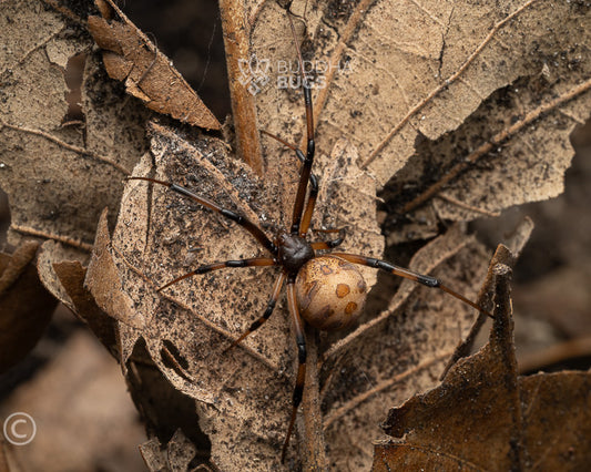 Latrodectus geometricus (brown widow)JUVENILE FEMALE