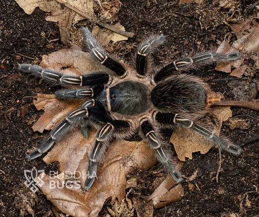 Aphonopelma seemani (Costa Rican stripe knee tarantula) 0.66"