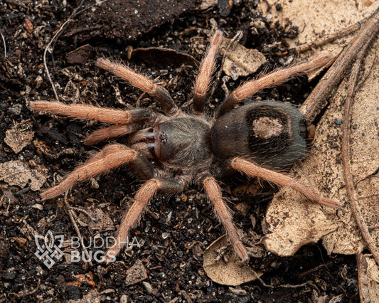Kochiana brunnipes (dwarf pink leg tarantula) 0.125"