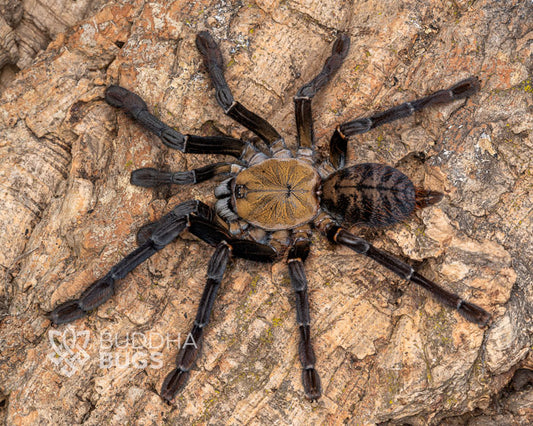 Phormingochilus sp. 'Akcaya' (Akcaya earth tiger tarantula) 1"