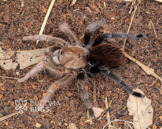 Aphonopelma sp. 'diamondback' (desert diamondback tarantula) 0.33"