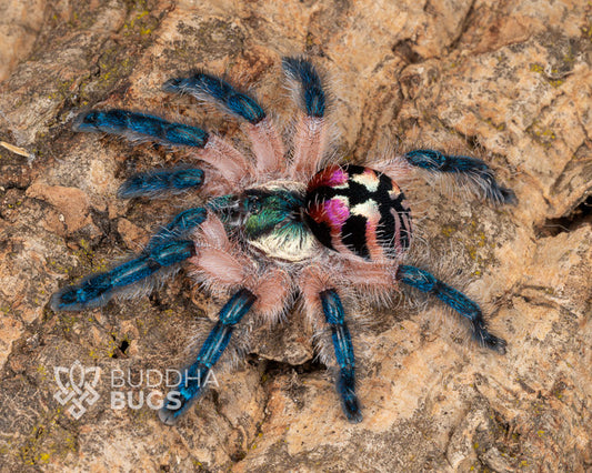 Typhochlaena seladonia (Brazilian jewel tarantula) 0.25"