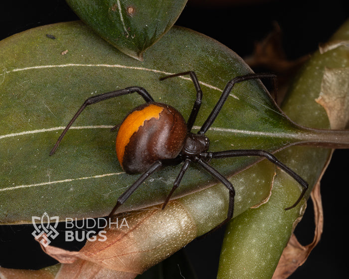 Latrodectus hasselti (Australian black widow / red back spider) 0.5"