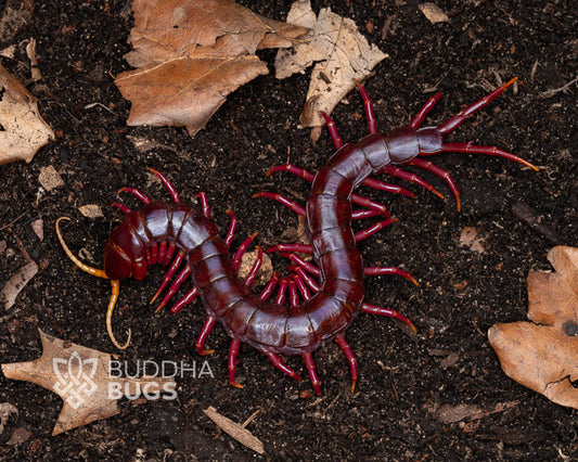 Scolopendra dehaani 'purple giant' (Sumatran purple giant centipede) 5"