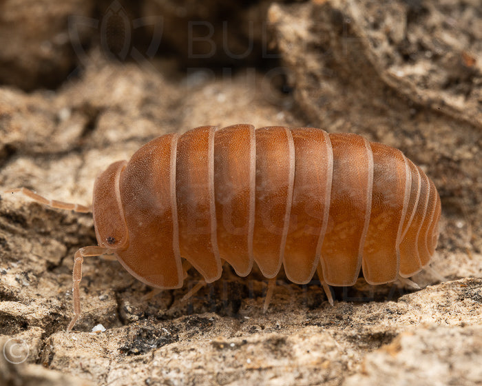 FREE w/ orders $200+. Armadillo officinalis 'red' (plain pill woodlouse) 12ct