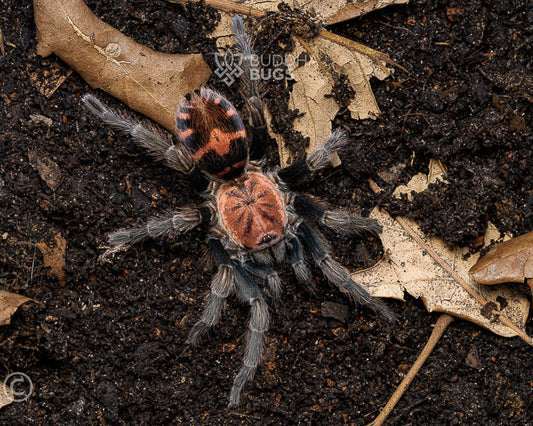 Davus pentaloris (Guatemalan tiger rump tarantula) 