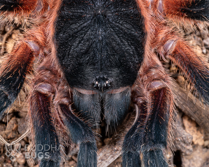 A close up of the face of a female Davus sp. 'Panama', a tarantula species known as the lava tarantula.