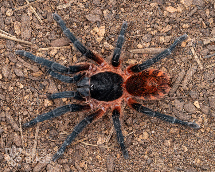 A mature female Davus sp. 'Panama', a tarantula species known as the lava tarantula, poses on sandy clay.