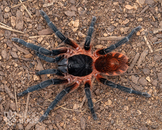 A mature female Davus sp. 'Panama', a tarantula species known as the lava tarantula, poses on sandy clay.