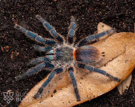 A female Dolichothele diamantinensis, a Brazilian blue dwarf beauty tarantula, poses on terra preta.