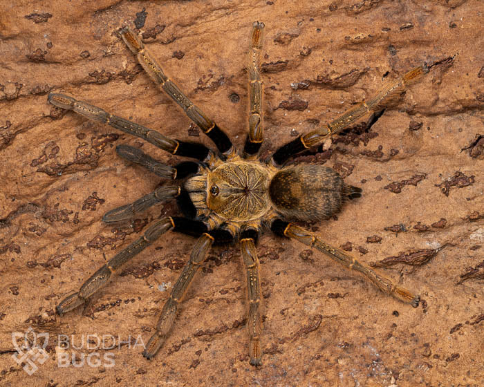 A female Encyocratella olivacea, a Tanzanian black and olive tarantula, poses on natural cork bark. 