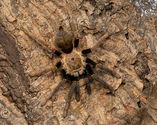 Encyocratella olivacea (Tanzanian black and olive tarantula) 