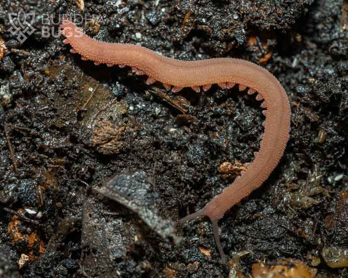 An adult Epiperipatus barbadensis, a Barbados brown velvet worm, poses on terra preta.