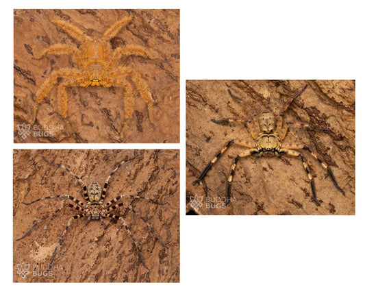 LIMITED TIME OFFER: Huntsman Spider Pack