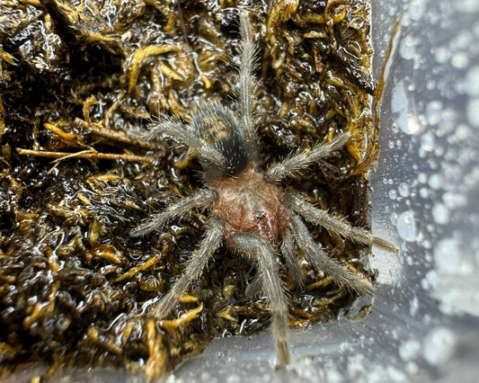 Thrixopelma cyaneolum (cobalt red rump tarantula) 0.66"