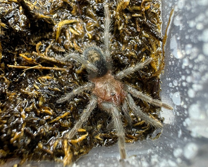Thrixopelma cyaneolum (cobalt red rump tarantula) 0.5"