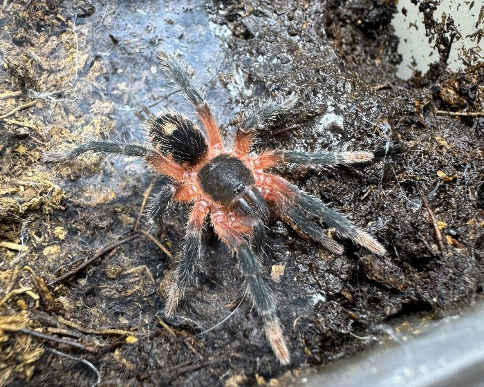 Davus sp. 'Panama' (Panama pink tarantula / lava spider) 0.33"