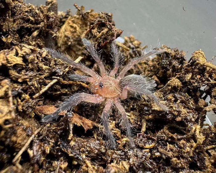 Dolichothele mineirum (purple dwarf beauty tarantula) 0.5"