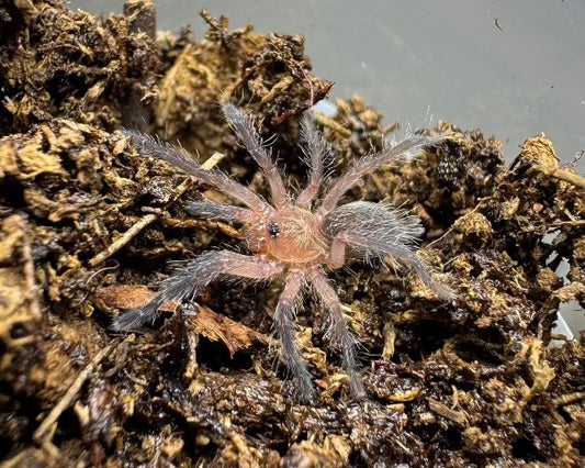 Dolichothele mineirum (purple dwarf beauty tarantula) 0.33"