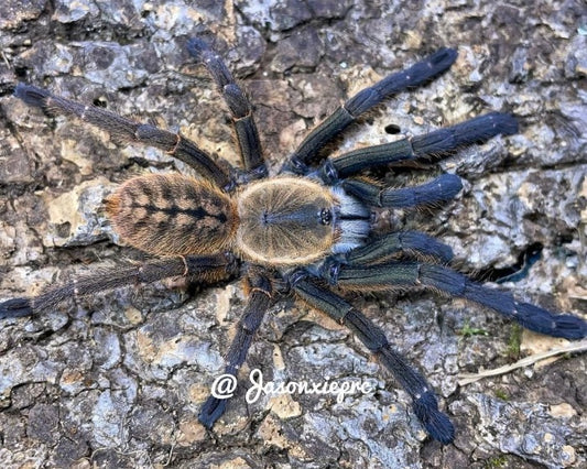 Ornithoctoninae sp. 'Nhen Dep' (Nhen Dep blue earth tiger tarantula) 0.75"