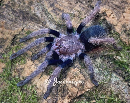 Haplocosmia sp. 'black femur' (Nepalese black femur tarantula) 0.5"