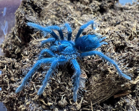 Phormictopus sp. 'green' (Dominican emerald bird-eating tarantula) 1"