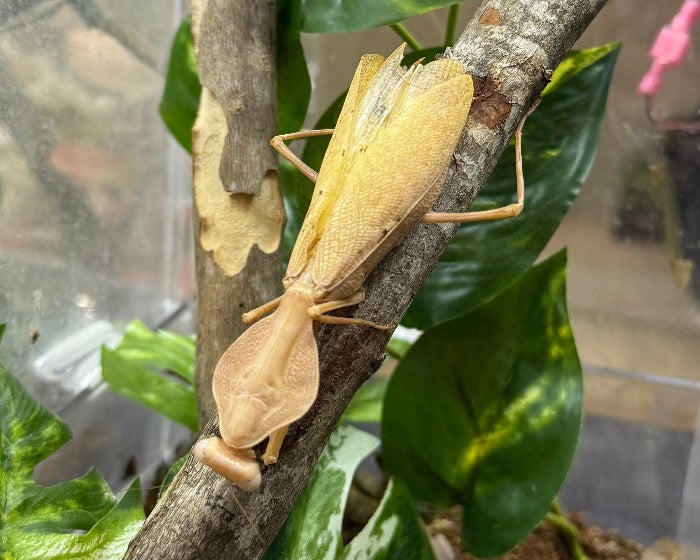 Rhombodera kirbyi (Timor shield mantis) L2