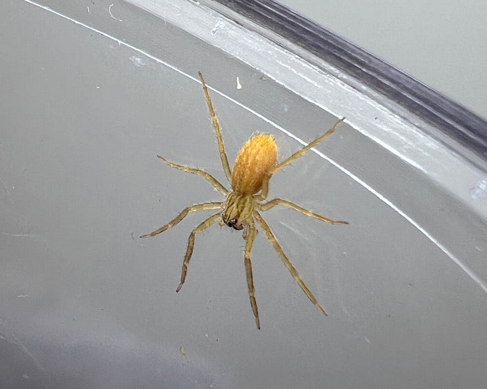 Cupiennius getazi 'RCF' (spot-legged bromeliad spider) 0.5"