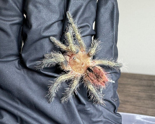 Thrixopelma ockerti (Peruvian flame rump tarantula) 0.5"