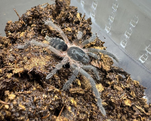 Guyruita cerrado (Brazilian savanna dwarf tarantula) 0.75"