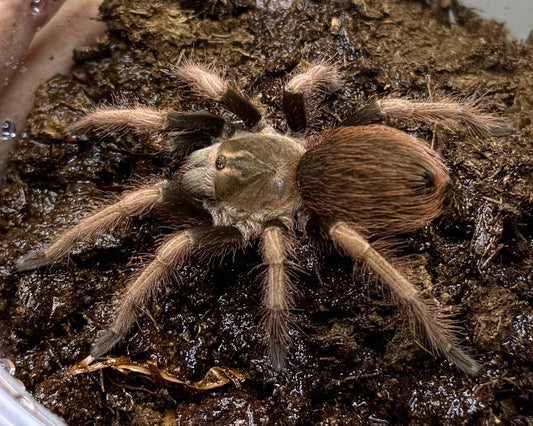 Pamphobeteus ultramarinus (Ecuadorian bird-eating tarantula) 2.75" FEMALE
