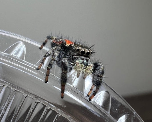 Phidippus johnsoni (red-backed jumping spider) CB 0.33"