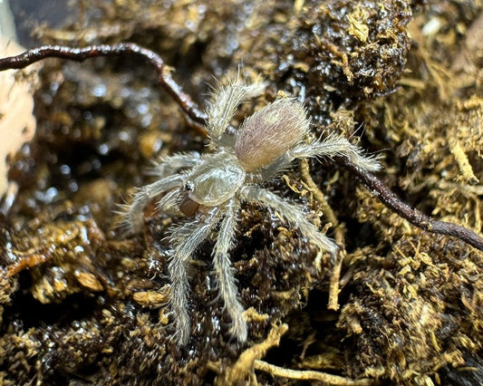 Theraphosinae sp. 'Inca gold' (Inca  gold tarantula) 0.33"