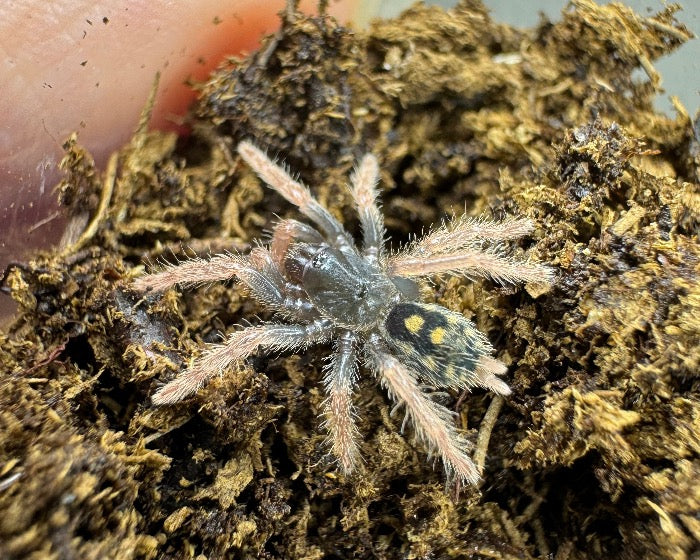 Hapalopus sp 'guerilla' (speckle patch tarantula) 0.25"