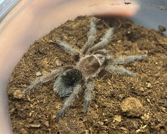 Grammostola pulchra (Brazilian black tarantula) 