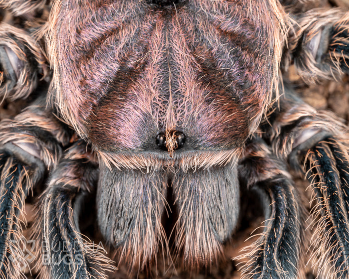 A close-up of the face of a mature female Grammostola rosea 'NCF’, a tarantula known as the Chilean rose hair tarantula.