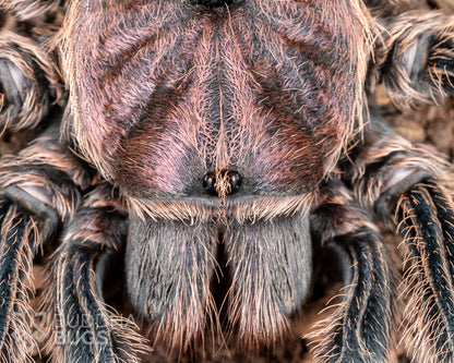 A close-up of the face of a mature female Grammostola rosea 'NCF’, a tarantula known as the Chilean rose hair tarantula.