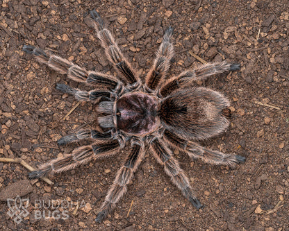 A mature female Grammostola rosea 'NCF’, a tarantula known as the Chilean rose hair tarantula, poses on sandy clay.