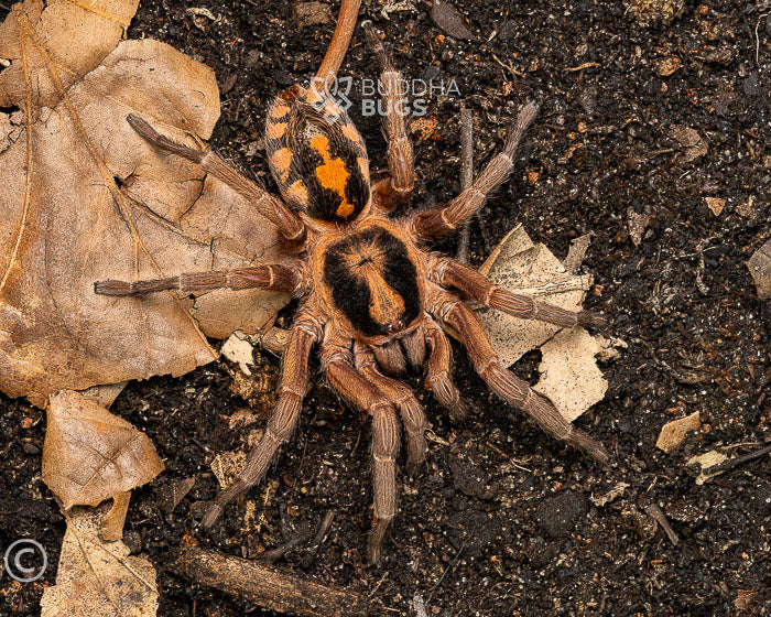 A female Hapalopus species, a pumpkin patch tarantula, poses on sandy clay.