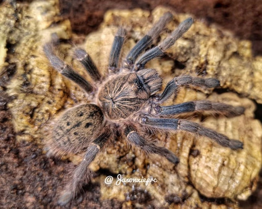 Harpactira dictator (dictator baboon tarantula) 0.75"