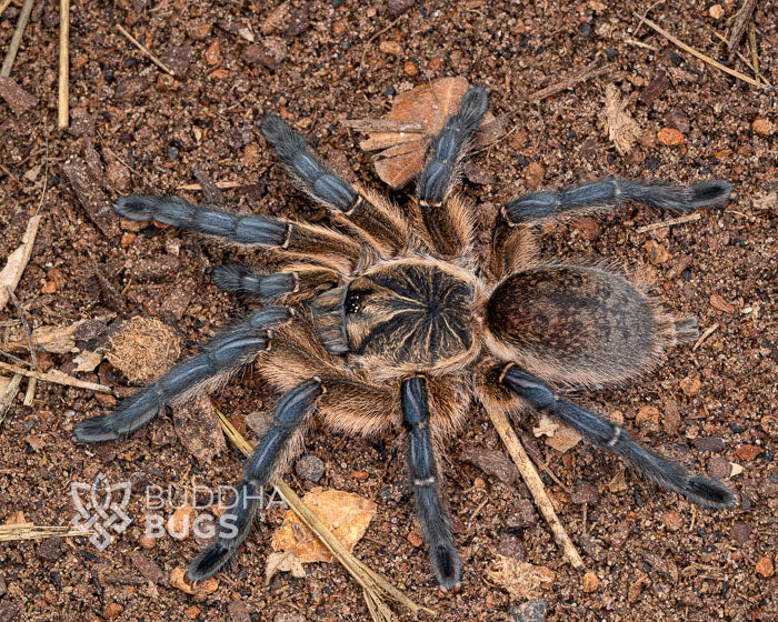 An adult female Harpactira pulchripes, a golden blue-legged baboon tarantula, poses on sandy clay.