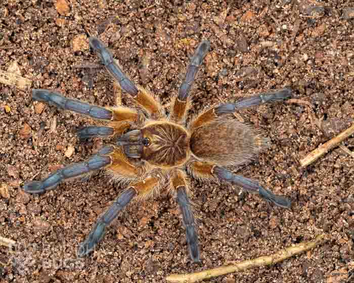 A subadult female Harpactira pulchripes, a golden blue-legged baboon tarantula, poses on sandy clay.