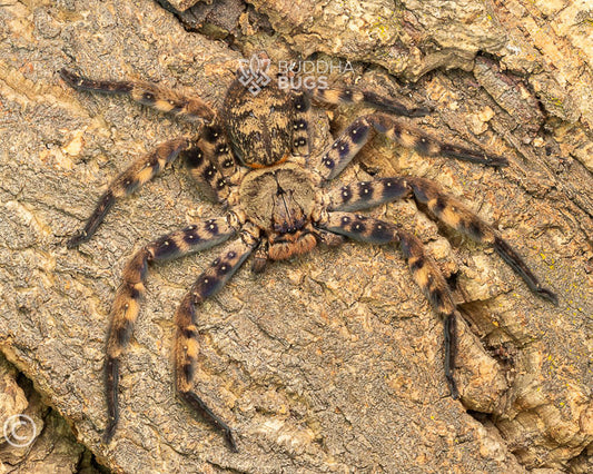 A female Heteropoda lunula, a Malaysian purple huntsman spider, poses on natural cork bark.