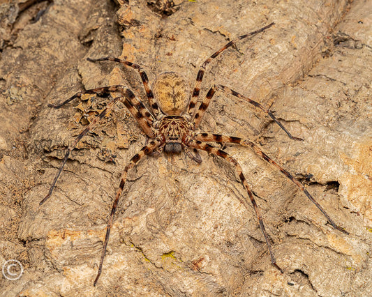 Heteropoda sp. 'Thai cave' Thai cave huntsman spider