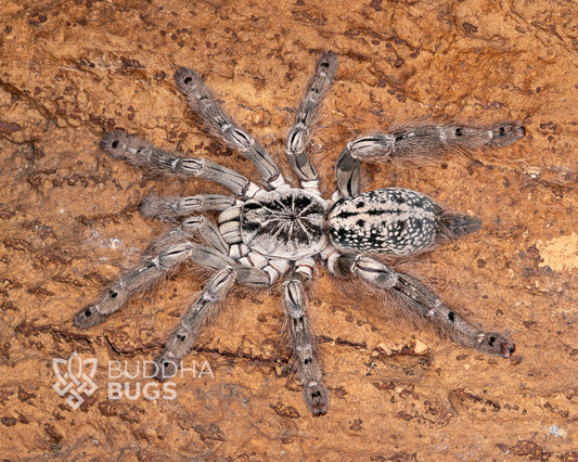 Heteroscodra maculata Togo starburst baboon tarantula