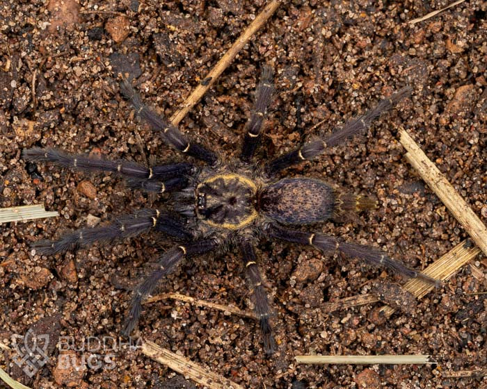 A female Heterothele gabonensis, a Gabon blue dwarf tarantula, poses on sandy clay.