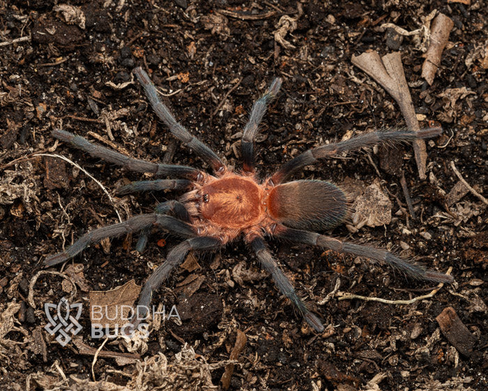 Holothele longipes Trinidadian pink tarantula